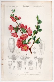 1849年 D'Orbigny 万有博物事典 Pl.33 バラ科 ボケ属 クサボケ Cydonia japonica