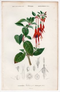 1849年 D'Orbigny 万有博物事典 Pl.4 アカバナ科 フクシア属 Fuchsia gracilis