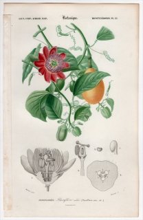1849年 D'Orbigny 万有博物事典 Pl.22 トケイソウ科 トケイソウ属 Passiflora alata パッションフラワー