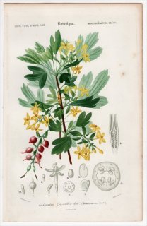 1849年 D'Orbigny 万有博物事典 Pl.37 スグリ科 スグリ属 Ribes aureum ゴールデンカラント