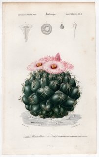 1849年 D'Orbigny 万有博物事典 Pl.3 サボテン科 コリファンタ属 Mammillaria elephantideus 多肉植物