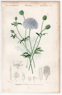1849年 D'Orbigny 万有博物事典 Pl.16 ウコギ科 トラキメネ属 Didiscus caeruleus ブルーレースフラワー