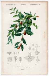1849年 D'Orbigny 万有博物事典 Pl.31 クロウメモドキ科 ナツメ属 ナツメ Zizyphus vulgaris
