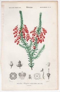 1849年 D'Orbigny 万有博物事典 Pl.23 ツツジ科 エリカ属 Erica ardens