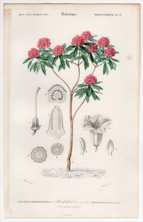 1849年 D'Orbigny 万有博物事典 Pl.21 ツツジ科 ツツジ属 Rhododendron arboreum シャクナゲ