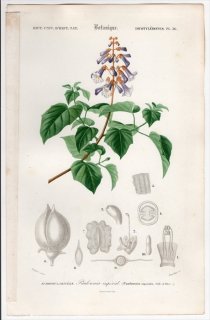 1849ǯ D'Orbigny ͭʪŵ Pl.36  °  Paulownia imperialis 