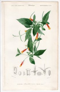 1849年 D'Orbigny 万有博物事典 Pl.14 アカネ科 マネッチア属 Manettia bicolor