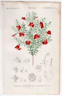 1849年 D'Orbigny 万有博物事典 Pl.34 クサトベラ科 レケナウルチア属 Leschenaultia formosa
