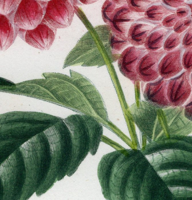 1849年 D'Orbigny 万有博物事典 Pl.6 キク科 ダリア属 ダリア Dahlia - アンティークプリント 博物画  ボタニカルアートの通販サイト Spirito di Artigiano