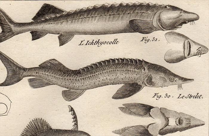 17年 Bonnaterre 魚類事典 Pl 10 コチョウザメ オオチョウザメ フチドリカワハギ モンガラカワハギ ウスバハギ 5種 アンティークプリント ボタニカルアート 博物画の通販サイト Spirito Di Artigiano 17年 Bonnaterre 魚類事典 Pl 10 コチョウザメ オオチョウザメ フチドリカワハギ モンガラカワハギ ウスバハギ 5種 アンティークプリント ボタニカルアート 博物画の通販サイト Spirito Di Artigiano