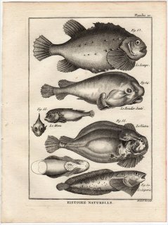 1788年 Bonnaterre 魚類事典 Pl.20 ダンゴウオ科 ヨコヅナダンゴウオ ウバウオ科 ロックサッカー ダンゴウオ科 ホテイウオ クサウオ科 クサウオ 4種