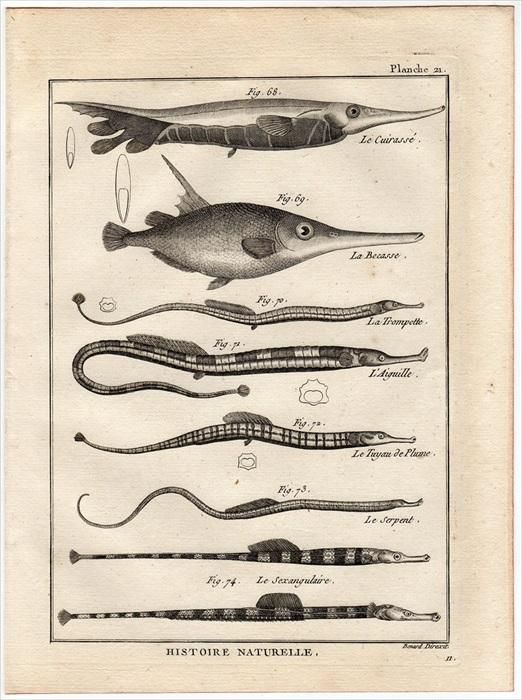 1788年 Bonnaterre 魚類事典 Pl.21 ヘコアユ科 ヨロイウオ