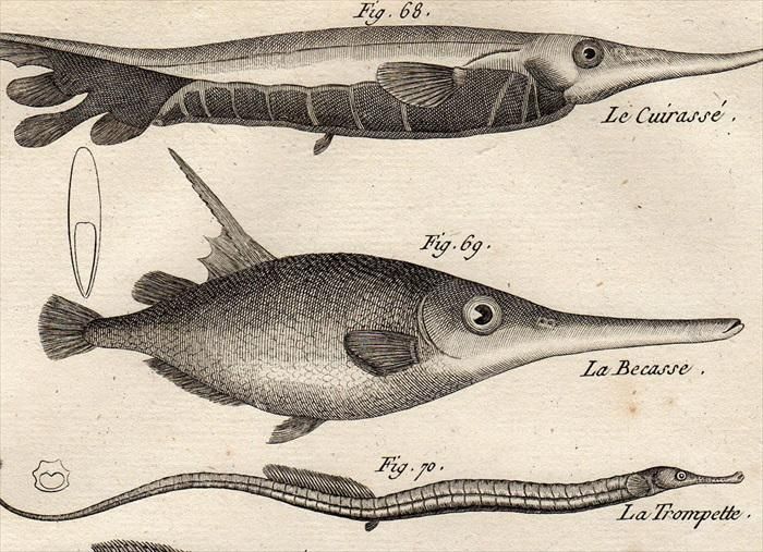 魚類学の百科事典 | 一般社団法人日本魚類学会 |本 | 通販 | Amazon