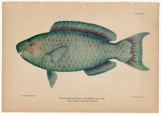 1899年 Bowers プエルトリコの水産資源 Pl.32 ブダイ科 アオブダイ属 ブルーパロットフィッシュ SCARUS COERULEUS