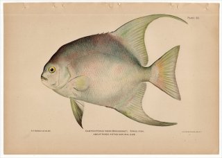 1899年 Bowers プエルトリコの水産資源 Pl.33 マンジュウダイ科 シロガネツバメウオ属 シロガネツバメウオ CHAETODIPTERUS FABER