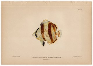 1899年 Bowers プエルトリコの水産資源 Pl.34 チョウチョウウオ科 チョウチョウウオ属 バンデッドバタフライフィッシュ CHAETODON STRIATUS LINNAEUS