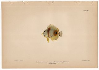 1899年 Bowers プエルトリコの水産資源 Pl.35 チョウチョウウオ科 チョウチョウウオ属 フォーアイバタフライフィッシュ CHAETODON CAPISTRATUS LINNAEUS