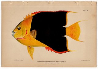 1899年 Bowers プエルトリコの水産資源 Pl.36 キンチャクダイ科 ホラカンツス属 ヌリワケヤッコ HOLACANTHUS TRICOLOR