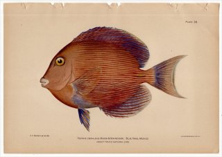 1899年 Bowers プエルトリコの水産資源 Pl.38 ニザダイ科 クロハギ属 ブルータング TEUTHIS COERULEUS