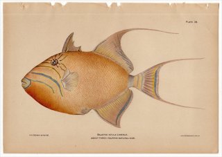 1899年 Bowers プエルトリコの水産資源 Pl.39 モンガラカワハギ科 ケショウモンガラ属 ケショウモンガラ BALISTES VETULA