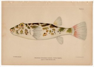 1899年 Bowers プエルトリコの水産資源 Pl.41 フグ科 ヨリトフグ属 キッコウフグ SPHEROIDES TESTUDINEUS