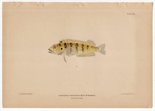 1899年 Bowers プエルトリコの水産資源 Pl.46 ラブリソムス科 ラブリソムス属 LABRISOMUS NUCHIPINNIS