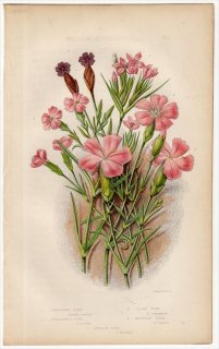 1855年 Pratt 英国の顕花植物 Pl.36 ナデシコ科 ノハラナデシコ コモチナデシコ カーネーション ヒメナデシコ 5種