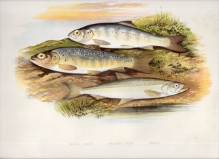 1879年 Houghton 英国の淡水魚類 キュウリウオ科 キュウリウオ SMELT サケ科 マス タイセイヨウサケ