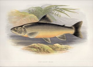 1879年 Houghton 英国の淡水魚類 サケ科 イワナ属 LOCH KILLIN CHARR