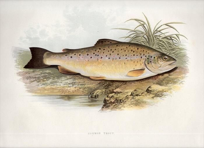 1879年 Houghton 英国の淡水魚類 サケ科 タイセイヨウサケ属 ブラウントラウト Common Trout アンティークプリント ボタニカルアート 博物画の通販サイト Spirito Di Artigiano 1879年 Houghton 英国の淡水魚類 サケ科 タイセイヨウサケ属 ブラウントラウト Common Trout アンティークプリント ボタニカルアート 博物画の通販サイト Spirito Di Artigiano