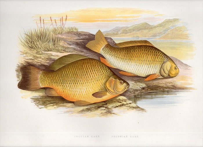 1879年 Houghton 英国の淡水魚類 コイ科 フナ属 ヨーロッパブナ CRUCIAN CARP ギベリオブナ PRUSSIAN CARP -  アンティークプリント ボタニカルアート 博物画の通販サイト Spirito di Artigiano