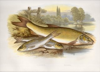 1879年 Houghton 英国の淡水魚類 コイ科 バルブス属 バーベル BARBEL ゴビオ属 ヨーロッパカマツカ GUDGEON