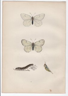 1890年 Morris 英国蝶類史 Pl.6 シロチョウ科 ミヤマシロチョウ属 エゾシロチョウ BLACK VEINED