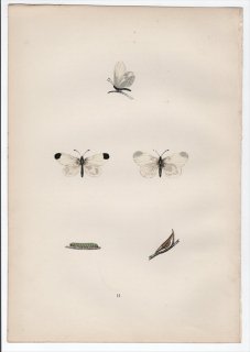 1890年 Morris 英国蝶類史 Pl.11 シロチョウ科  ヒメシロチョウ属 WOOD WHITE