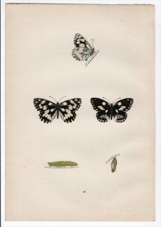 1890年 Morris 英国蝶類史 Pl.13 タテハチョウ科 シロジャノメ属 ヨーロッパシロジャノメ MARBLED WHITE