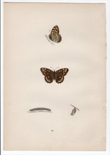 1890年 Morris 英国蝶類史 Pl.14 タテハチョウ科 モリジャノメ属 キマダラジャノメ WOOD ARGUS