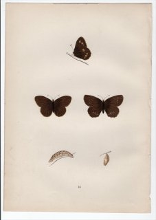 1890年 Morris 英国蝶類史 Pl.15 タテハチョウ科 アファントプス属 リングレット WOOD RINGLET