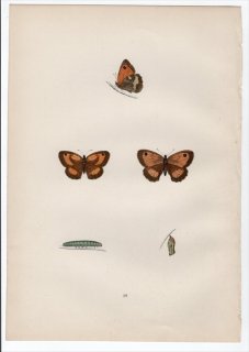 1890年 Morris 英国蝶類史 Pl.18 タテハチョウ科 ピロニア属 ゲイトキーパー SMALL MEADOW BROWN