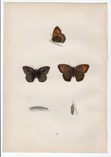 1890年 Morris 英国蝶類史 Pl.19 タテハチョウ科 マキバジャノメ属 メドウブラウン LARGE MEADOW BROWN