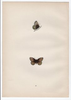 1890年 Morris 英国蝶類史 Pl.25 タテハチョウ科 ヒメヒカゲ属 シロオビヒメヒカゲ SILVER-BORDERED RINGLET