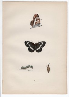1890年 Morris 英国蝶類史 Pl.26 タテハチョウ科 オオイチモンジ属 イチモンジチョウ WHITE ADMIRAL