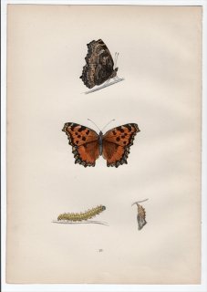 1890年 Morris 英国蝶類史 Pl.29 タテハチョウ科 タテハチョウ属 LARGE TORTOISE-SHELL