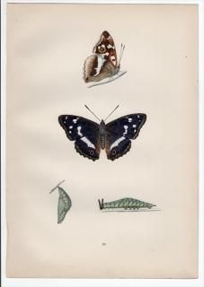 1890ǯ Morris ѹĳ Pl.36 ƥϥ祦 饵° ꥹ饵 PURPLE EMPEROR