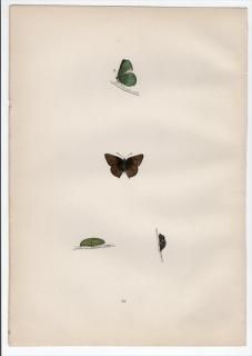 1890ǯ Morris ѹĳ Pl.38 ߥ祦 ĥХ° ߥɥꥳĥХ GREEN HAIRSTREAK