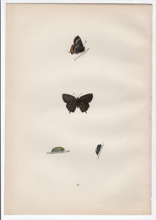 1890年 Morris 英国蝶類史 Pl.39 シジミチョウ科 サティリウム属 カラスシジミ WHITE-W HAIRSTREAK