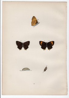 1890年 Morris 英国蝶類史 Pl.41 シジミチョウ科 テクラ属 チョウセンメスアカシジミ BROWN HAIRSTREAK