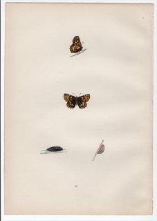 1890年 Morris 英国蝶類史 Pl.42 シジミタテハ科 セイヨウシジミタテハ属 セイヨウシジミタテハ DUKE OF BURGUNDY FRITILLARY