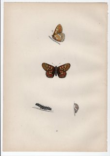 1890年 Morris 英国蝶類史 Pl.43 タテハチョウ科 エウフィドリアス属 マーシュヒョウモン GREASY FRITILLARY