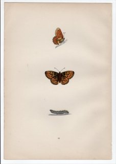 1890ǯ Morris ѹĳ Pl.45 ƥϥ祦 ܥꥢ° PEARL-BORDERED FRITILLARY