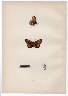 1890年 Morris 英国蝶類史 Pl.47 タテハチョウ科 ヒョウモンモドキ属 PEARL-BORDERED LIKENESS FRITILLARY
